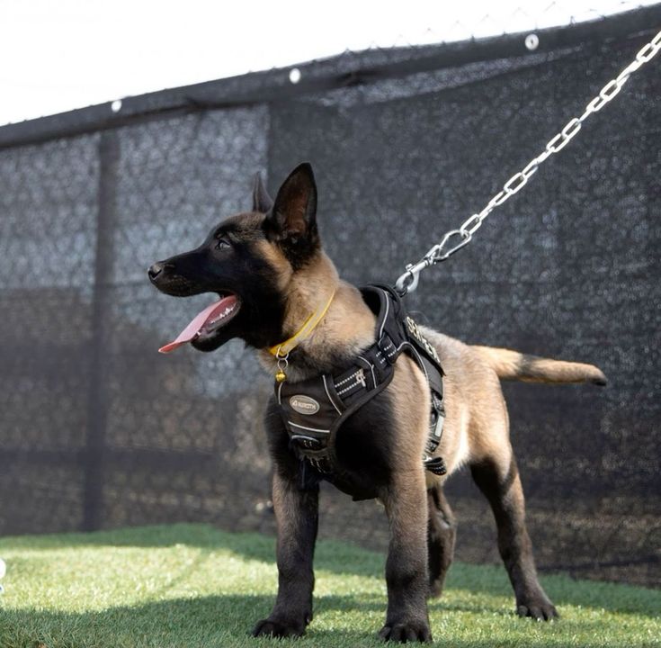 Belgian Malinois trained dogs for sale preview in Los Angeles