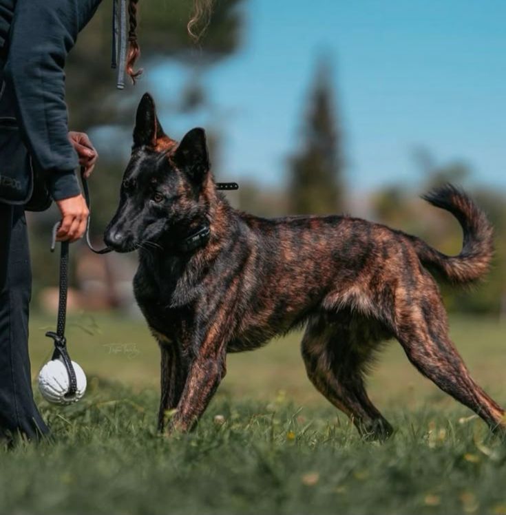 Dutch Shepherd in handler session for training for aggressive dogs and confidence building for dogs